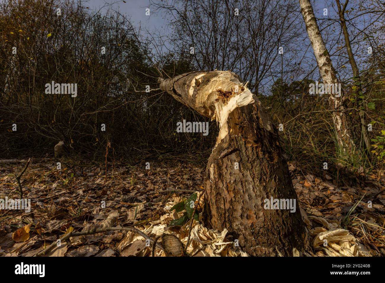 Attività nociva dei castori, taglio degli alberi, rami di alberi morsi dai castori Foto Stock