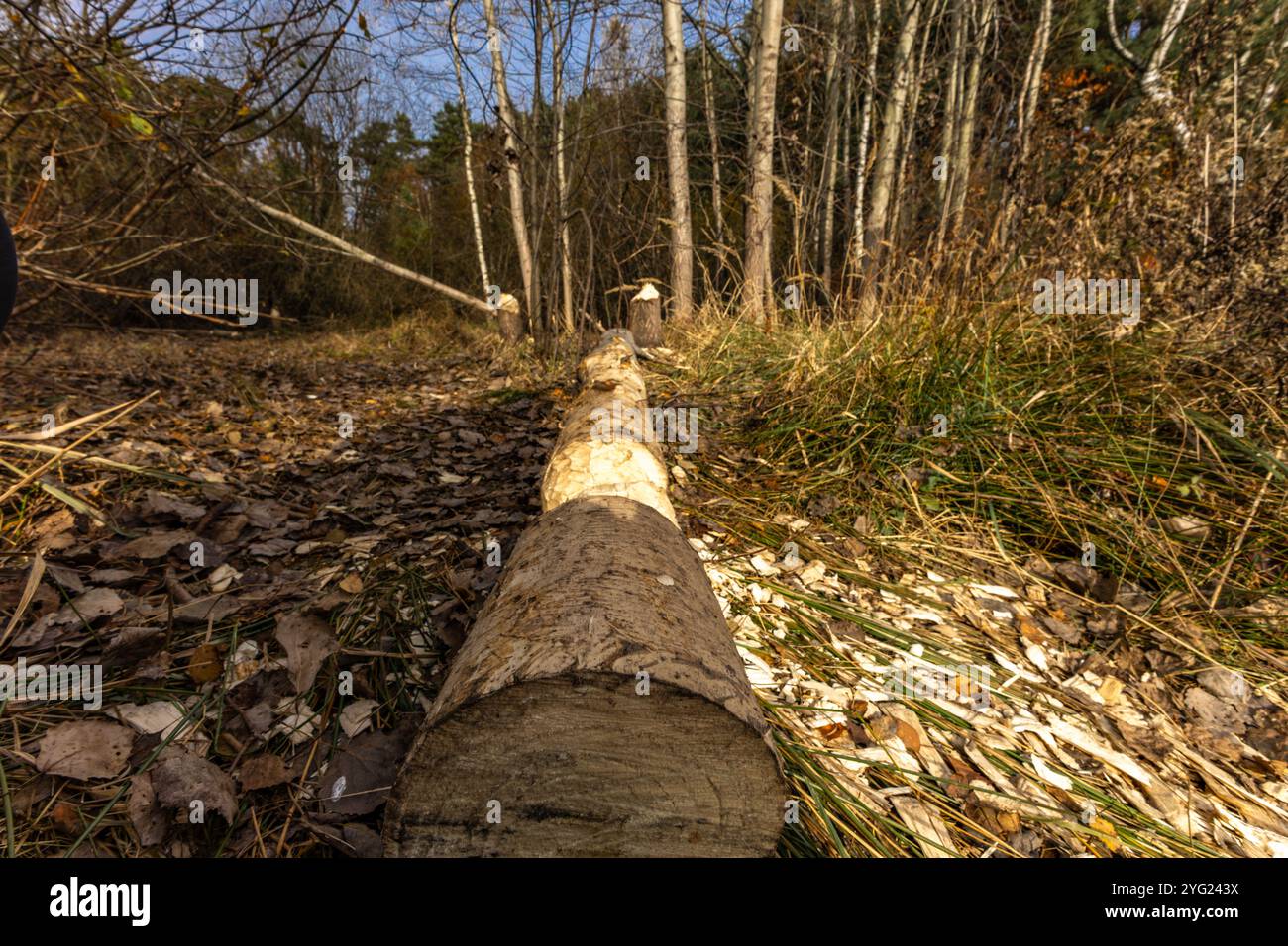 Attività nociva dei castori, taglio degli alberi, rami di alberi morsi dai castori Foto Stock