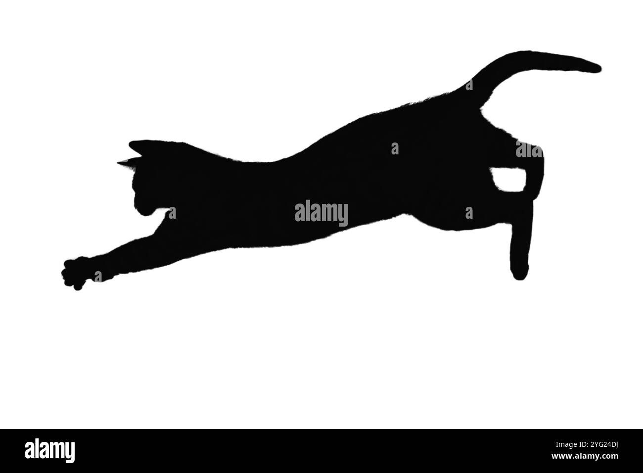 silhouette di gatti, su sfondo bianco, isolata, Foto Stock