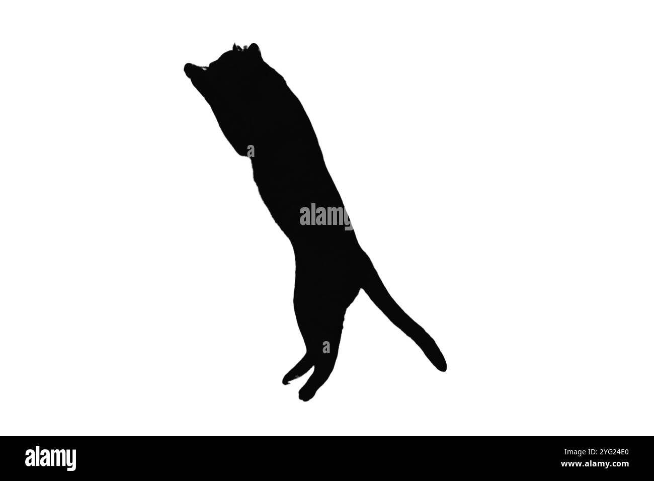 silhouette di gatti, su sfondo bianco, isolata, Foto Stock