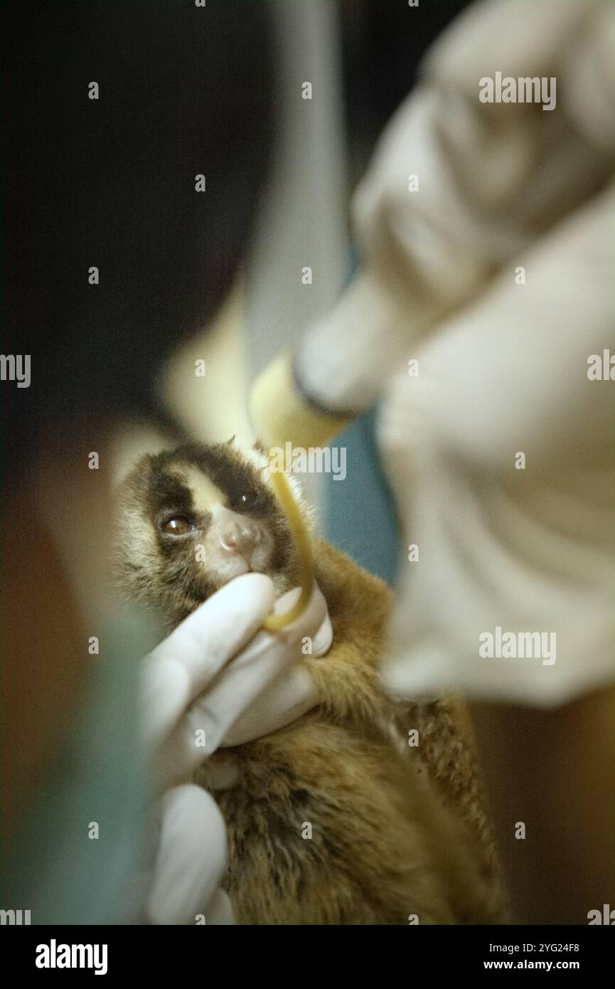 Un veterinario sta dando un trattamento medico a un lento loris che è stato salvato dal commercio di fauna selvatica, a Bogor, Giava occidentale, Indonesia. Foto Stock
