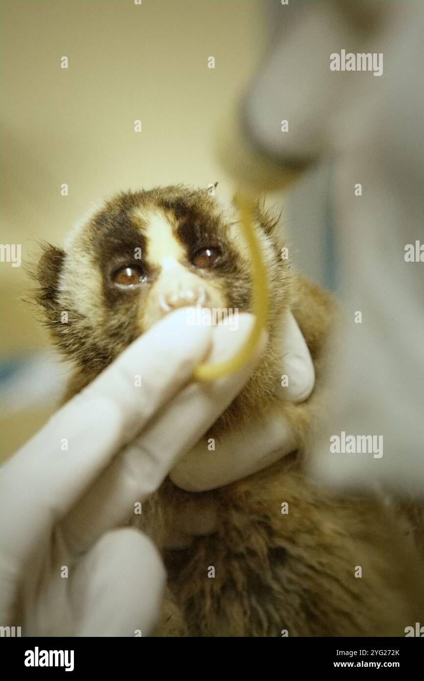 A Slow loris viene somministrato un trattamento medico presso una struttura veterinaria gestita dalla International Animal Rescue (IAR) a Ciapus, Bogor, Giava occidentale, Indonesia. Foto Stock