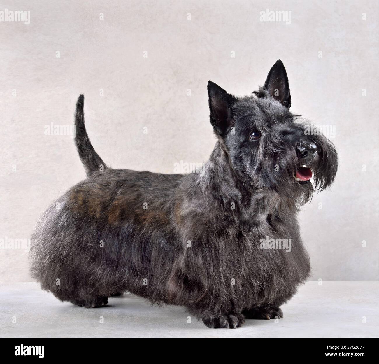 Bellissimo Scotch terrier nero su sfondo grigio Foto Stock
