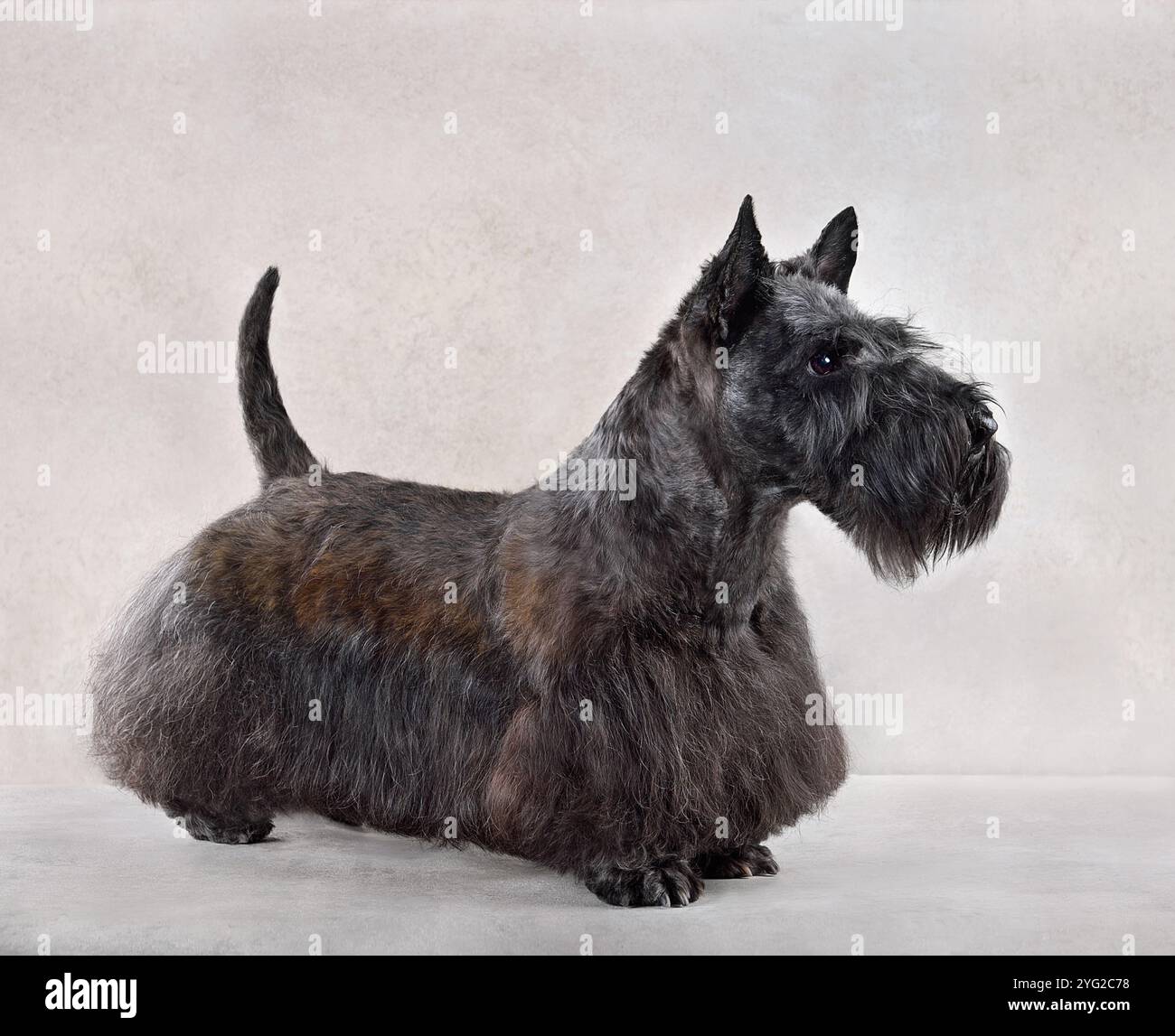 Foto in studio di un grazioso Scotch terrier su sfondo grigio Foto Stock