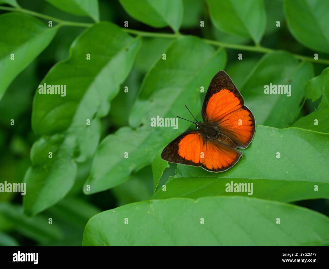 Dentale Sunbeam su foglia con sfondo verde naturale, arancione con strisce rosse e marrone scuro su piccole ali di farfalla Foto Stock