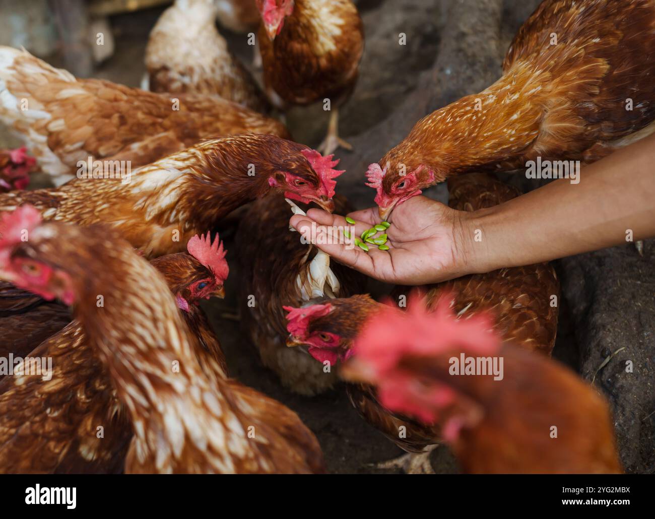 nutrire a mano il pollo bruno o la gallina depongono le uova con il grano nella fattoria rurale Foto Stock