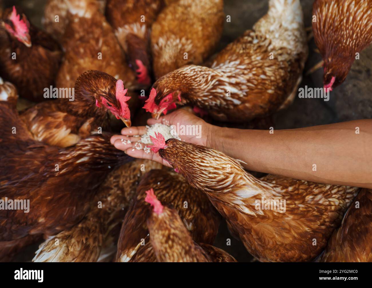 nutrire a mano il pollo bruno o la gallina depongono le uova con grano di riso nell'azienda agricola Foto Stock