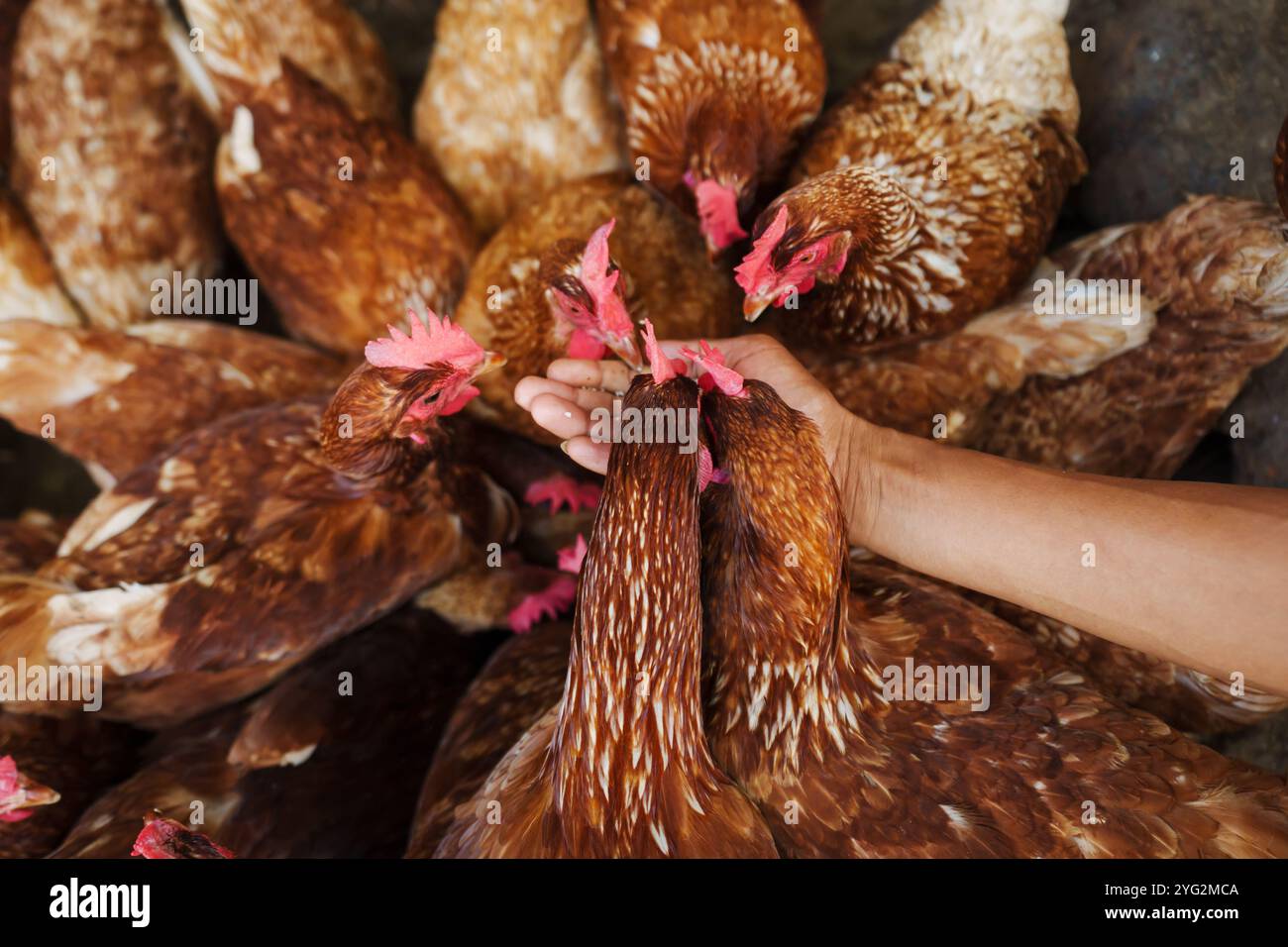 nutrire a mano il pollo bruno o la gallina depongono le uova con grano di riso nell'azienda agricola Foto Stock