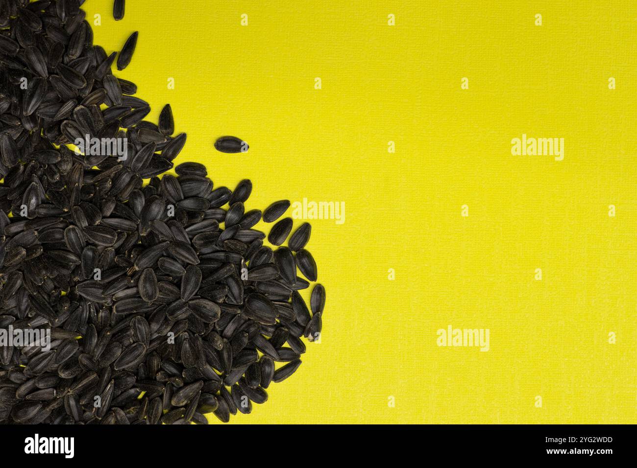 Cibo intero di semi di girasole con olio nero sparso su sfondo giallo con spazio per copie. Foto Stock