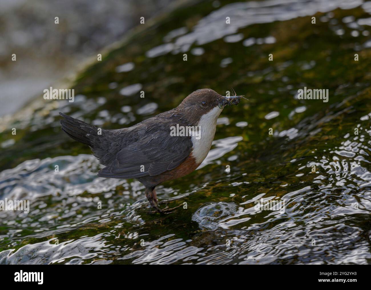 Dipper (Cinclus cinclus gularis), con mozzi nel becco, Kinharvie Burn, Dumfries, SW Scotland, aprile 2024 Foto Stock