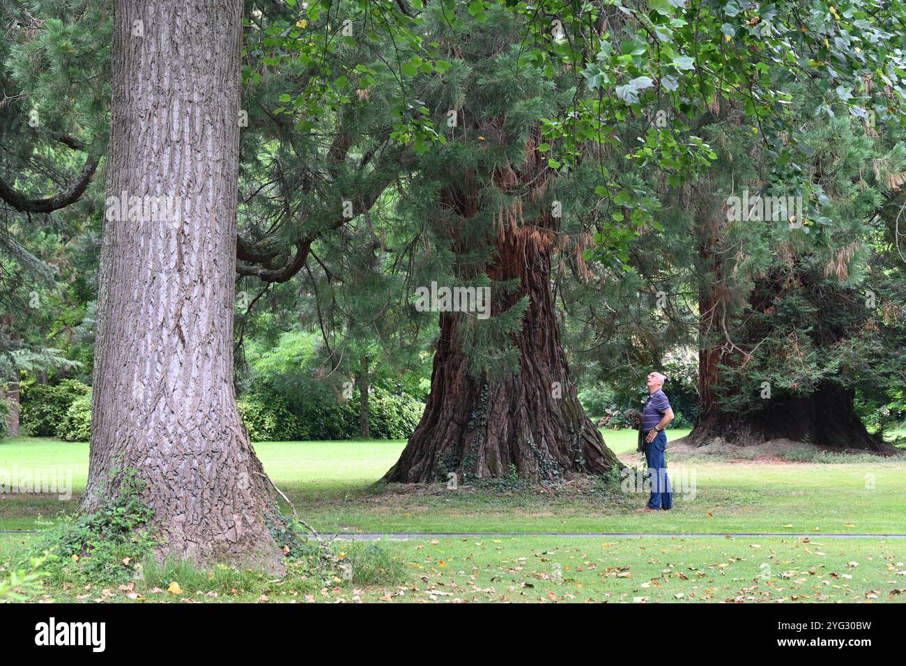 Uomo che ammira alberi notevoli, tra cui una sequoia gigante, un sequoiadendron giganteum, nel giardino Massey o il Jardin Massey Tarbes Hautes-Pyrénées Francia Foto Stock