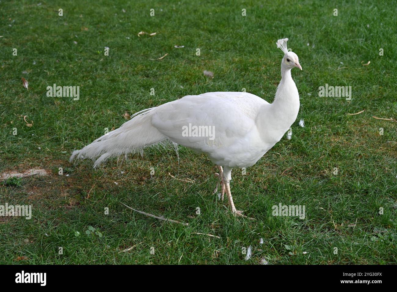 Ritratto di albino o pavone bianco, pavone comune, pavone indiano o pavone blu, Pavo cristatus, Foto Stock