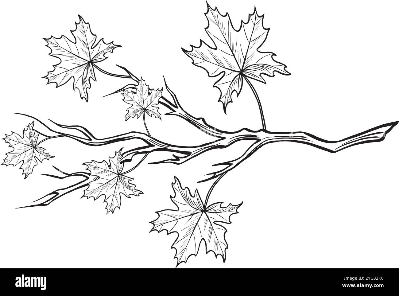 Ramo acero con schizzo lamelle. Composizione del fogliame autunnale. Illustrazione della linea grafica vettoriale, disegnata a mano isolata. Foresta e parco bianco e nero Illustrazione Vettoriale