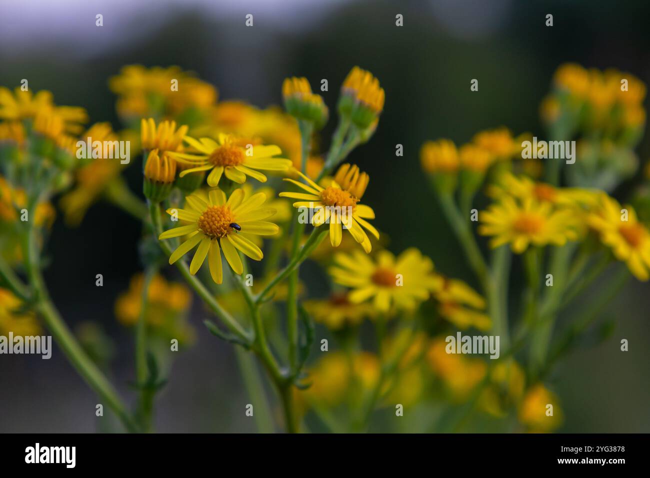 Pianta selvaggia Jacobaea vulgaris nel prato della foresta. Conosciuto come ragwort, Stinking Willie o tansy ragwart. Fiore giallo delicato su sfondo verde. Foto Stock