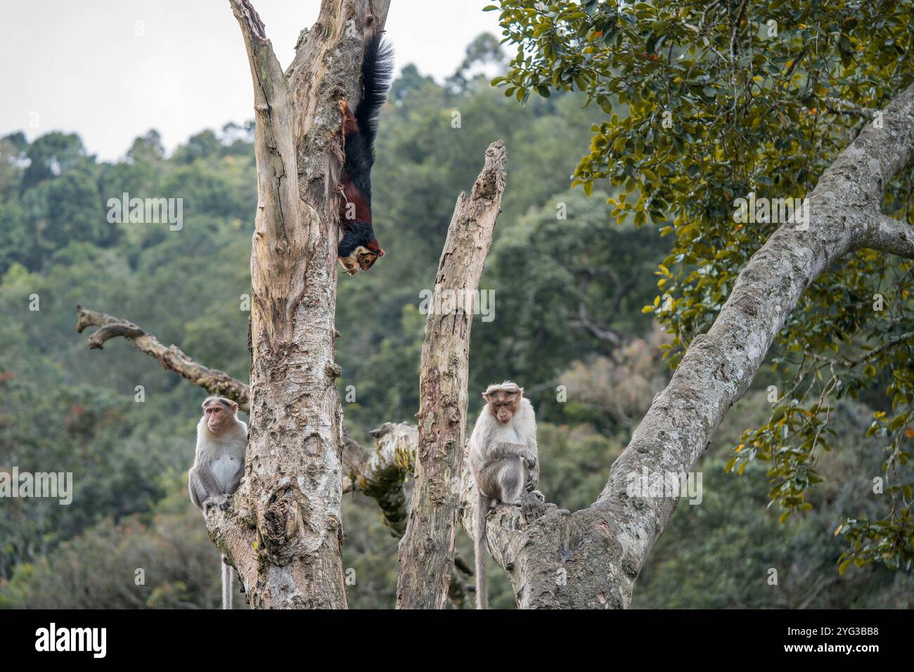 Lo scoiattolo gigante del Malabar gode di una propria sicurezza Z+ mentre i macachi Bonnet fanno la guardia. Gli animali coesistono sempre in pace, la lezione che dobbiamo imparare da loro Foto Stock