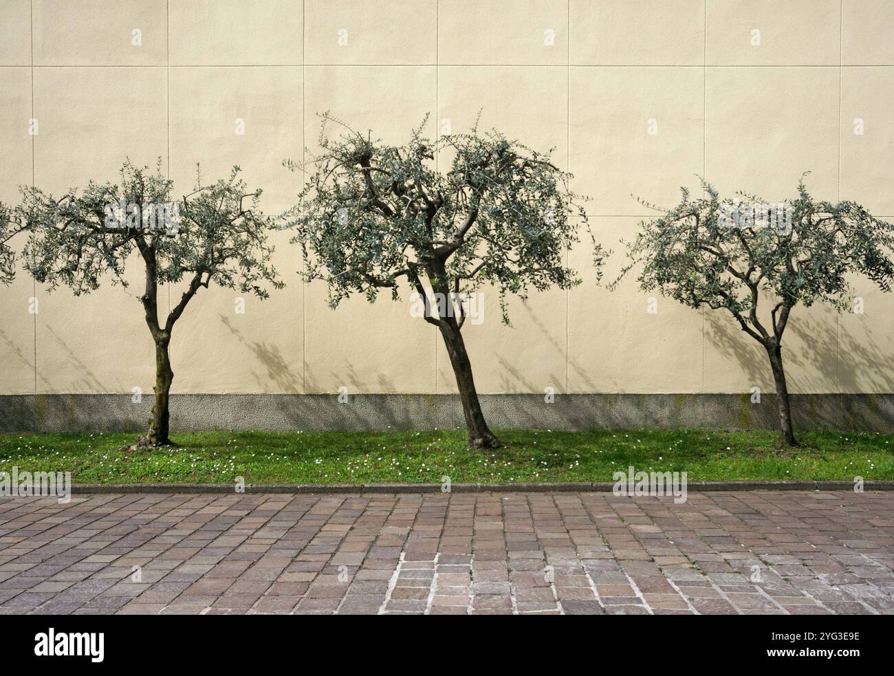 Tre giovani ulivi (Olea europaea) contro un muro di costruzione, Italia Foto Stock