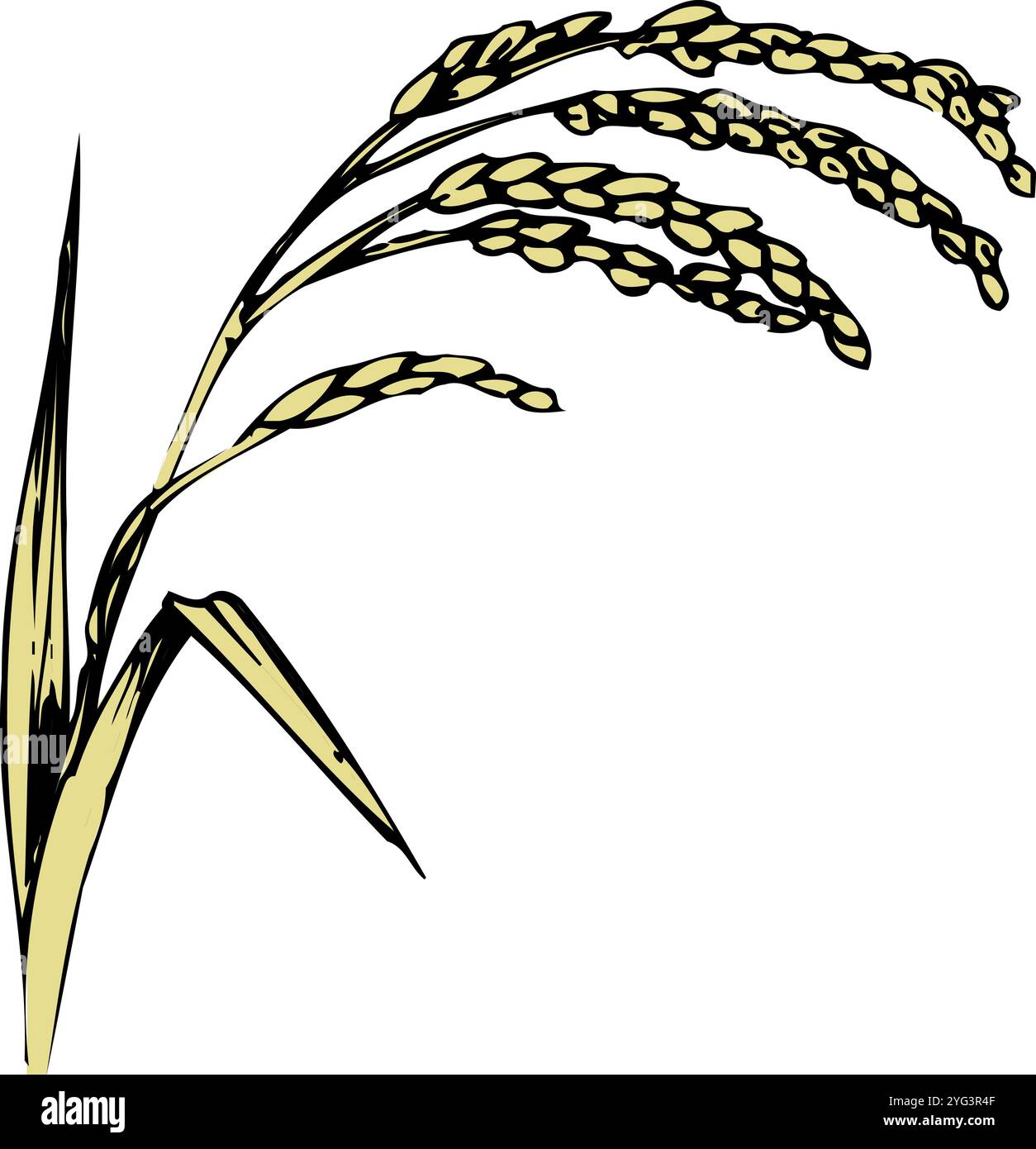 Orecchio di riso Foto Stock