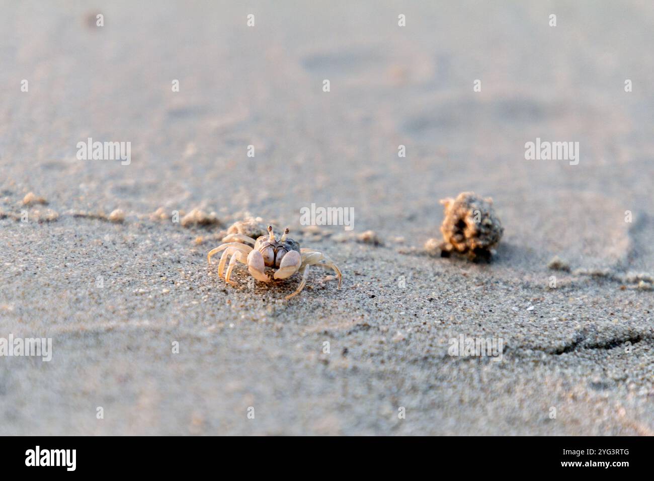 Un piccolo granchio che scorre attraverso la sabbia soffice, catturando l'essenza vivace della spiaggia. I dettagli minuscoli e intricati aggiungono fascino a questa foto della natura in primo piano Foto Stock