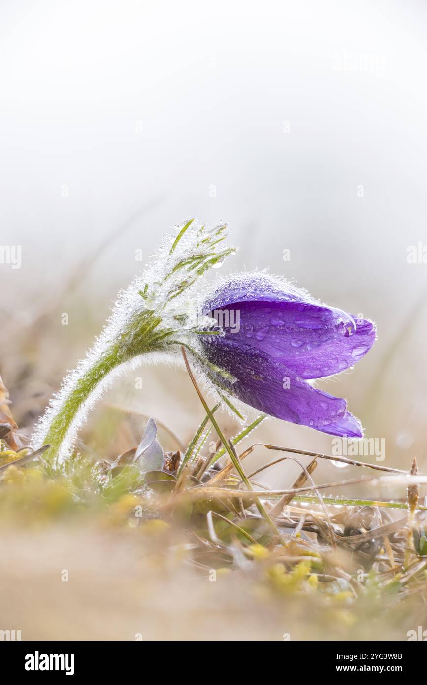 Vista ravvicinata di un fiore pasque (Pulsatilla vulgaris) con gocce di rugiada sull'erba, tranquillo e fresco, Wasserburgertal, Engen, Baden-Wuerttemberg, Germania Foto Stock