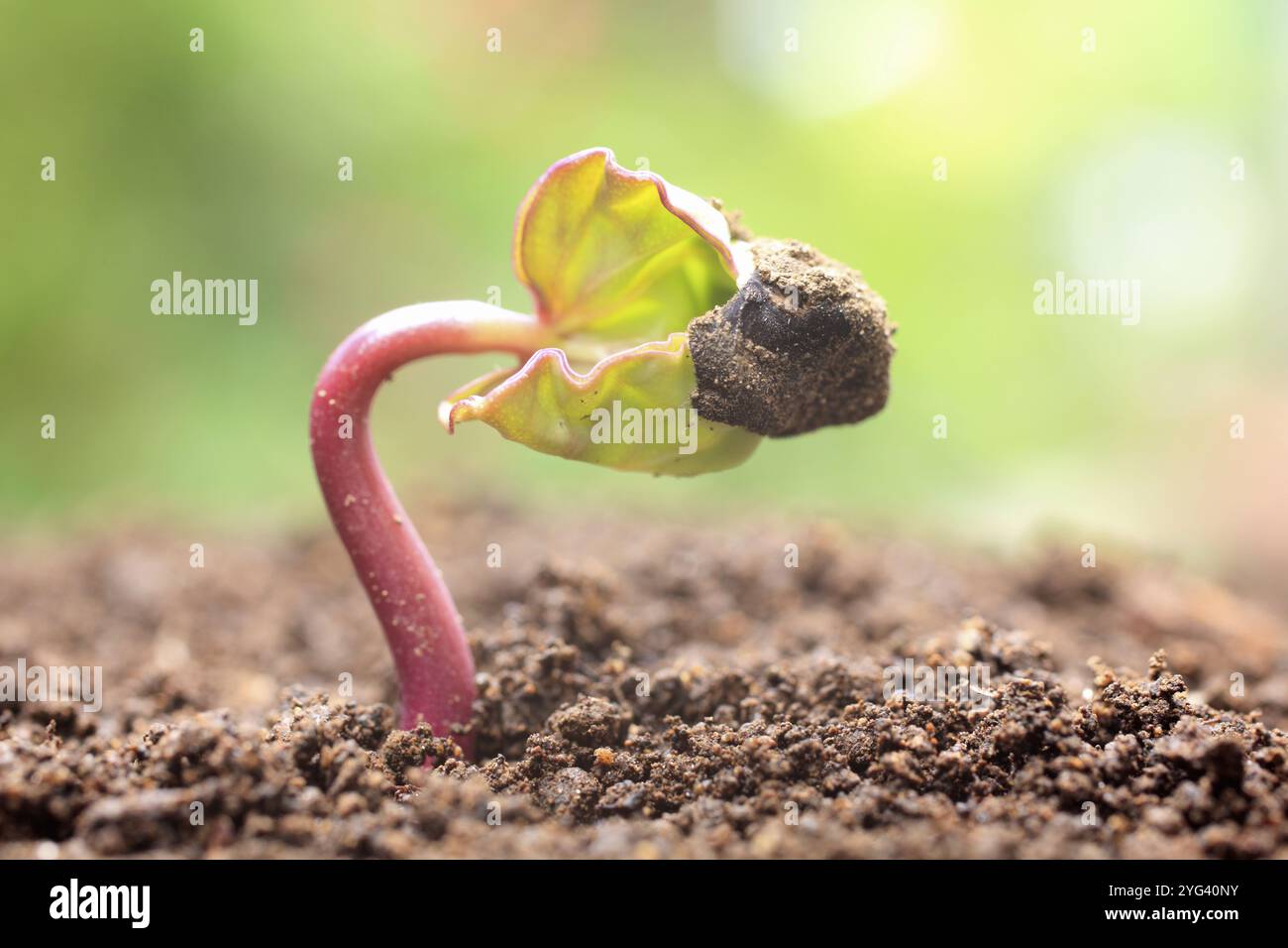 Germogli di gloria mattutina Foto Stock