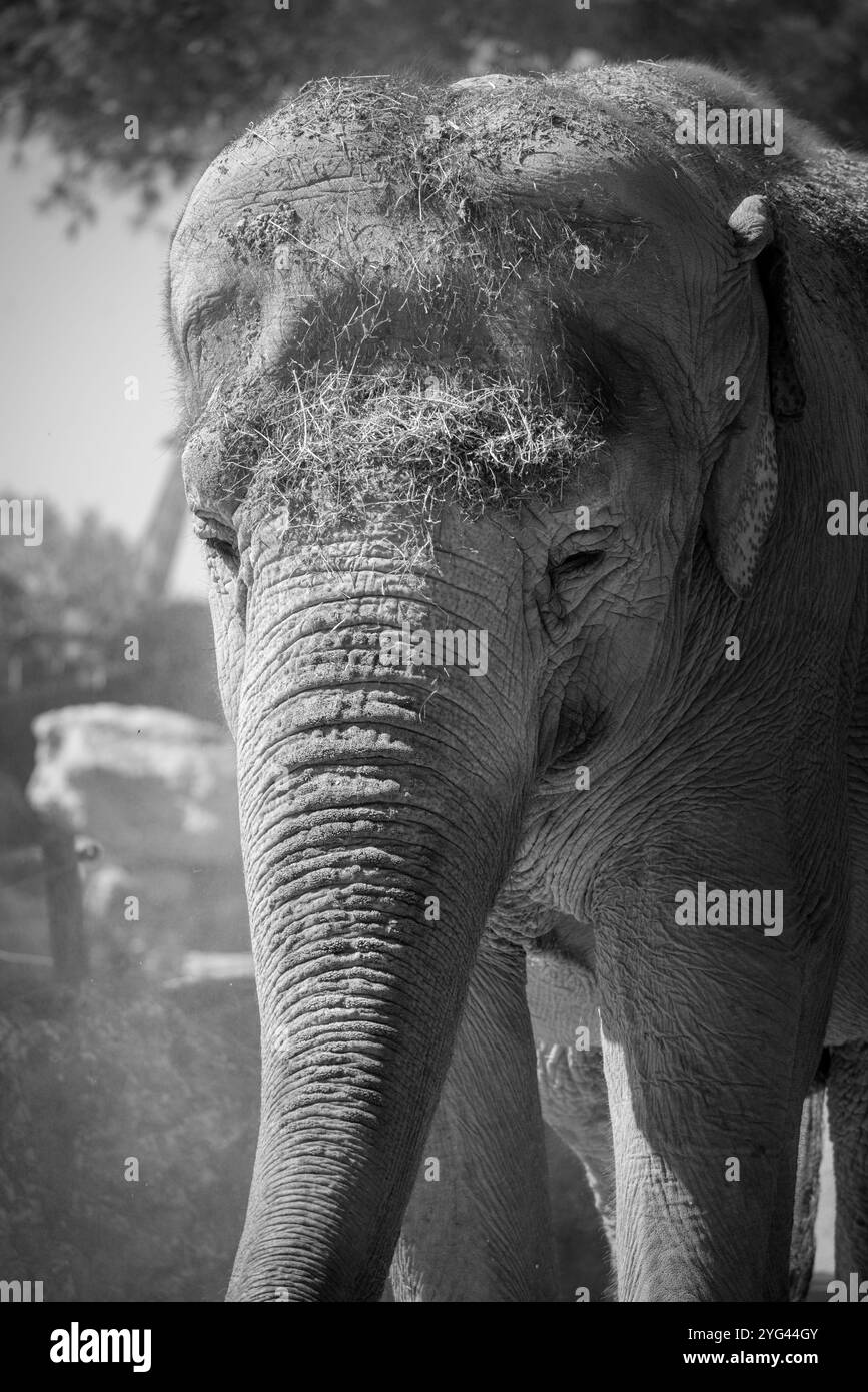 Primo piano di un elefante asiatico in bianco e nero Foto Stock