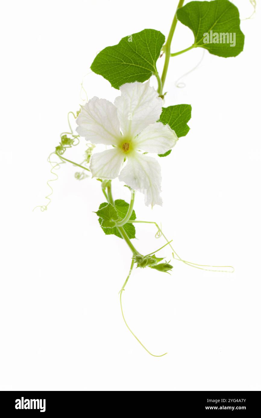 Fiori bianchi gourdi Foto Stock