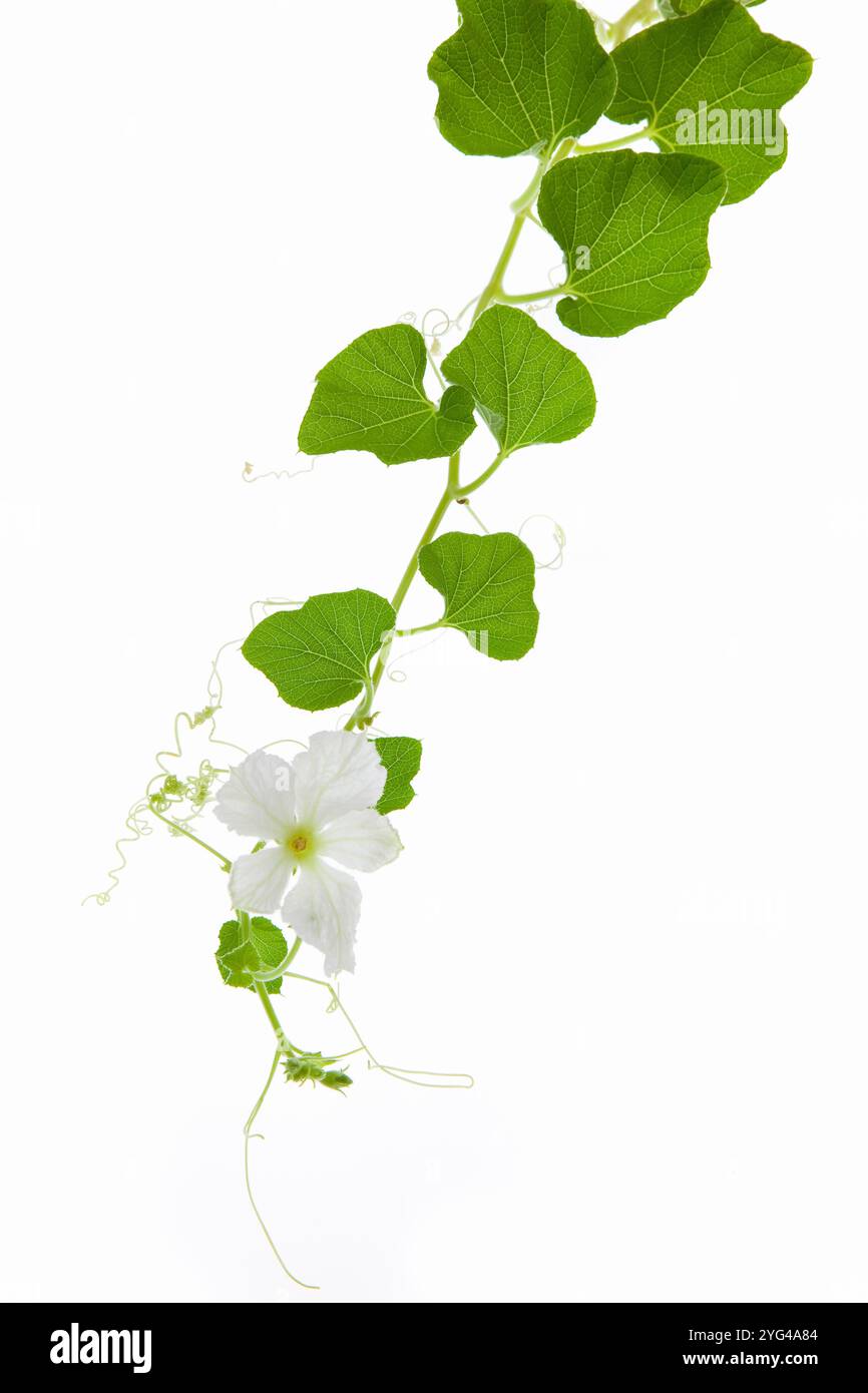 Fiori bianchi gourdi Foto Stock