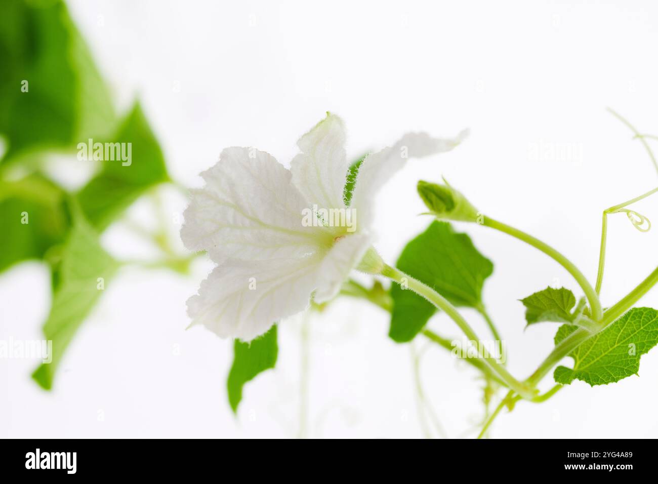 Fiori bianchi gourdi Foto Stock