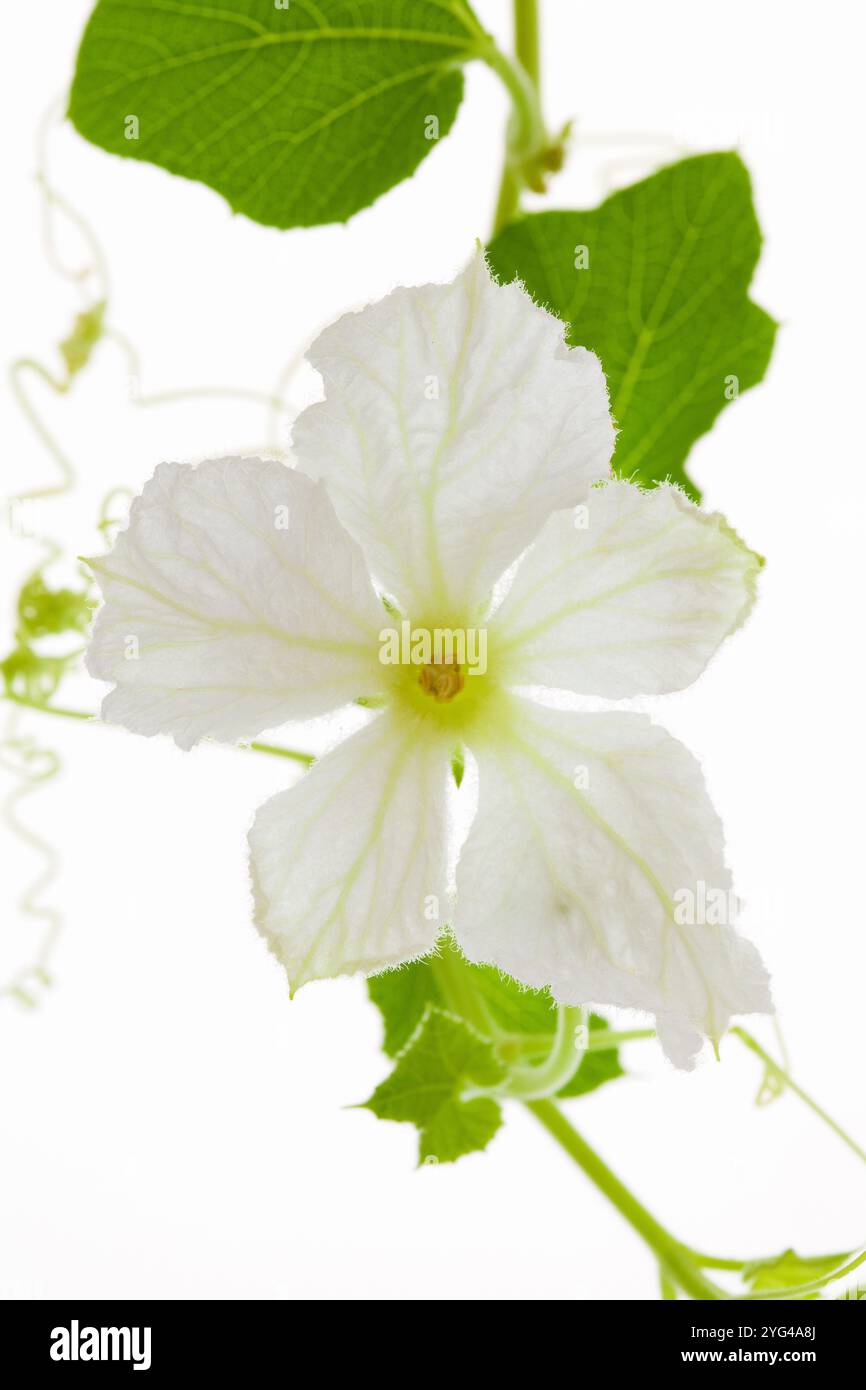 Fiori bianchi gourdi Foto Stock
