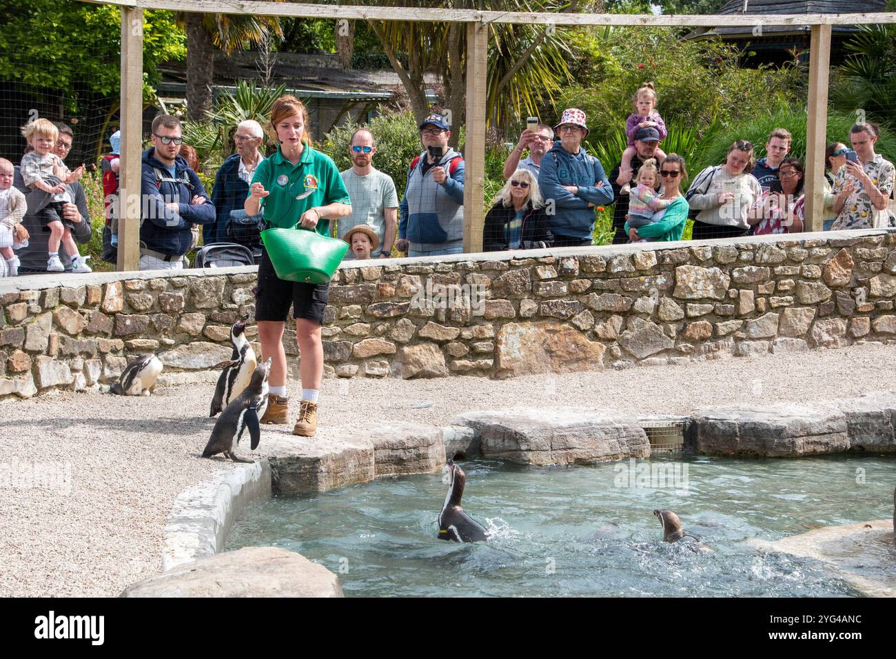 Cornovaglia, Regno Unito – 19 giugno 2024: I turisti guardano lo spettacolo di alimentazione dei pinguini al Paradise Park di Hayle Foto Stock