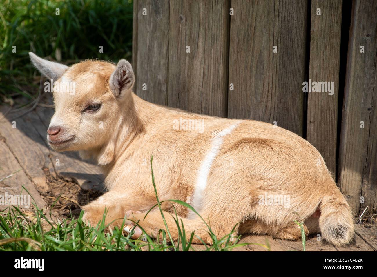 Grazioso Pygmy Goat Kid marrone e bianco Foto Stock