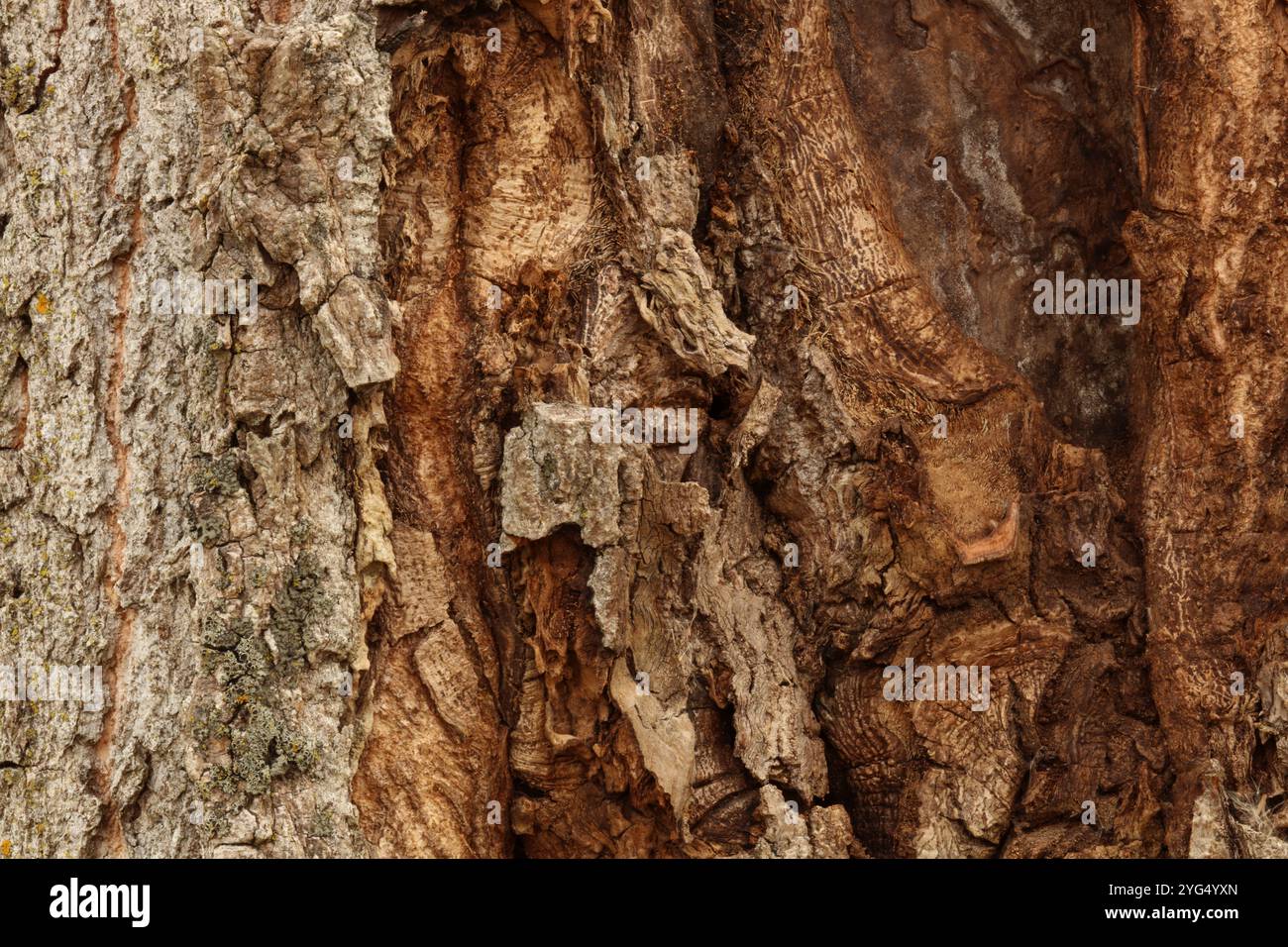 Estremo primo piano della corteccia di un albero di Cottonwood con diverse varietà di licheni, tra cui Eastern Speckled Shiled Lichen, Common Goldspeck Lichen, Foto Stock
