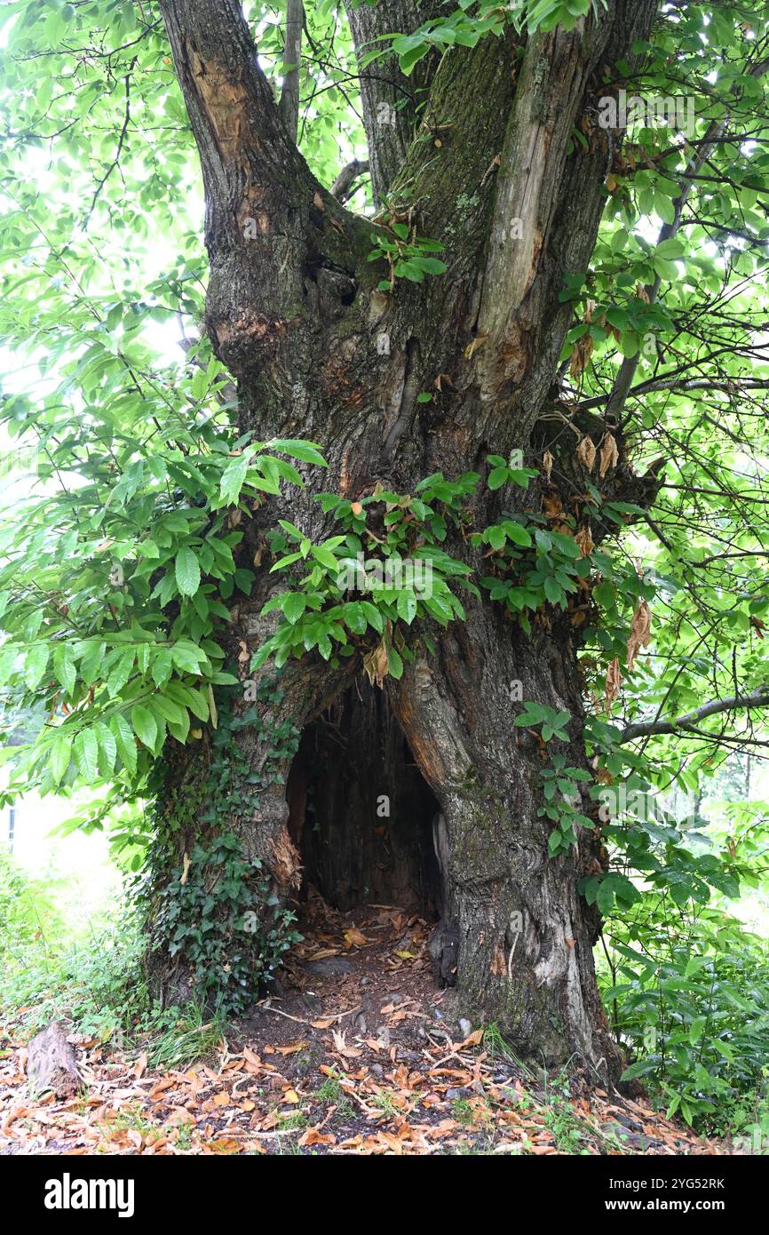 Tronco cavo di castagno dolce antico o antico o castagno spagnolo, Castanea sativa Foto Stock