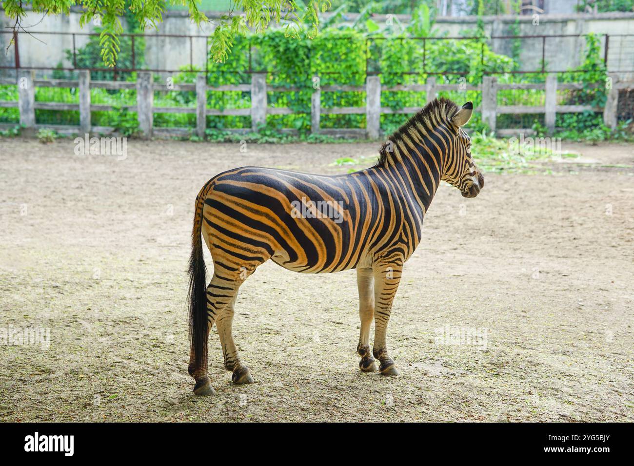 Plains zebre (Equus burchelli) nello zoo, Mirpur National Zoo, Dacca, Bangladesh Foto Stock