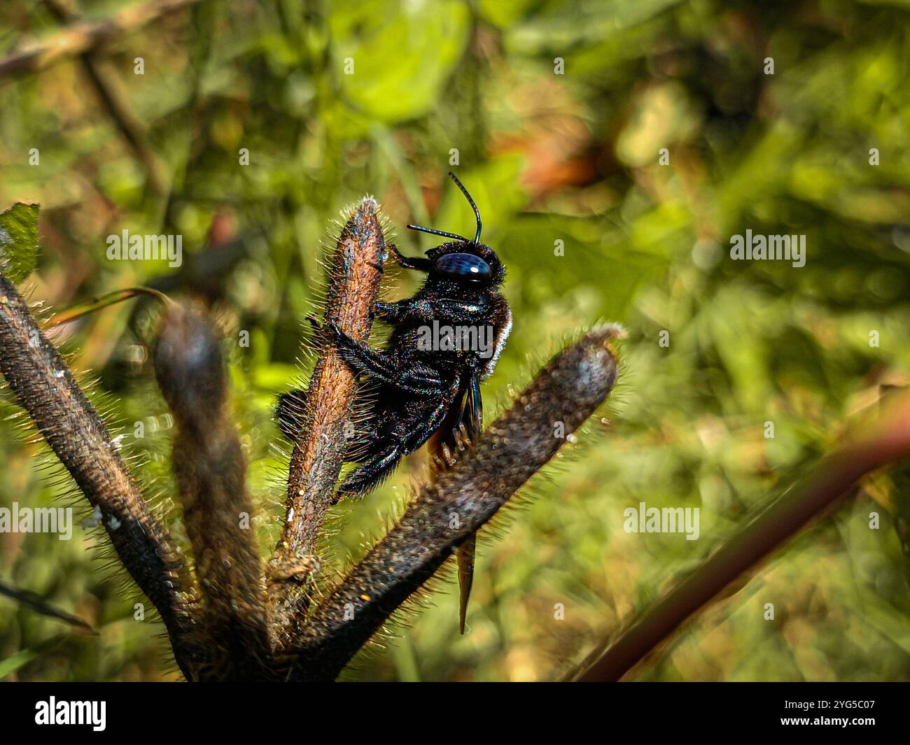 Ho salvato tutte queste foto da alcuni bei posti in Bangladesh. Resta connesso per saperne di più. Grazie per essere stato con me Foto Stock