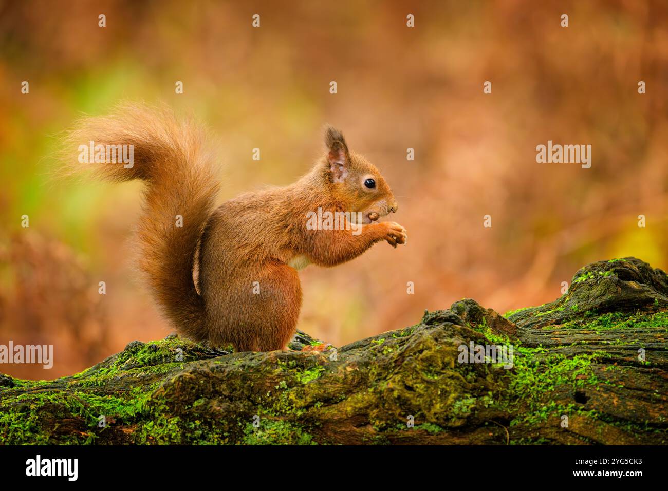 Scoiattolo rosso (Sciurus vulgaris) che si forgia nel bosco autunnale della riserva naturale RSPB Loch Leven, Kinross, Fife, Scozia. Foto Stock