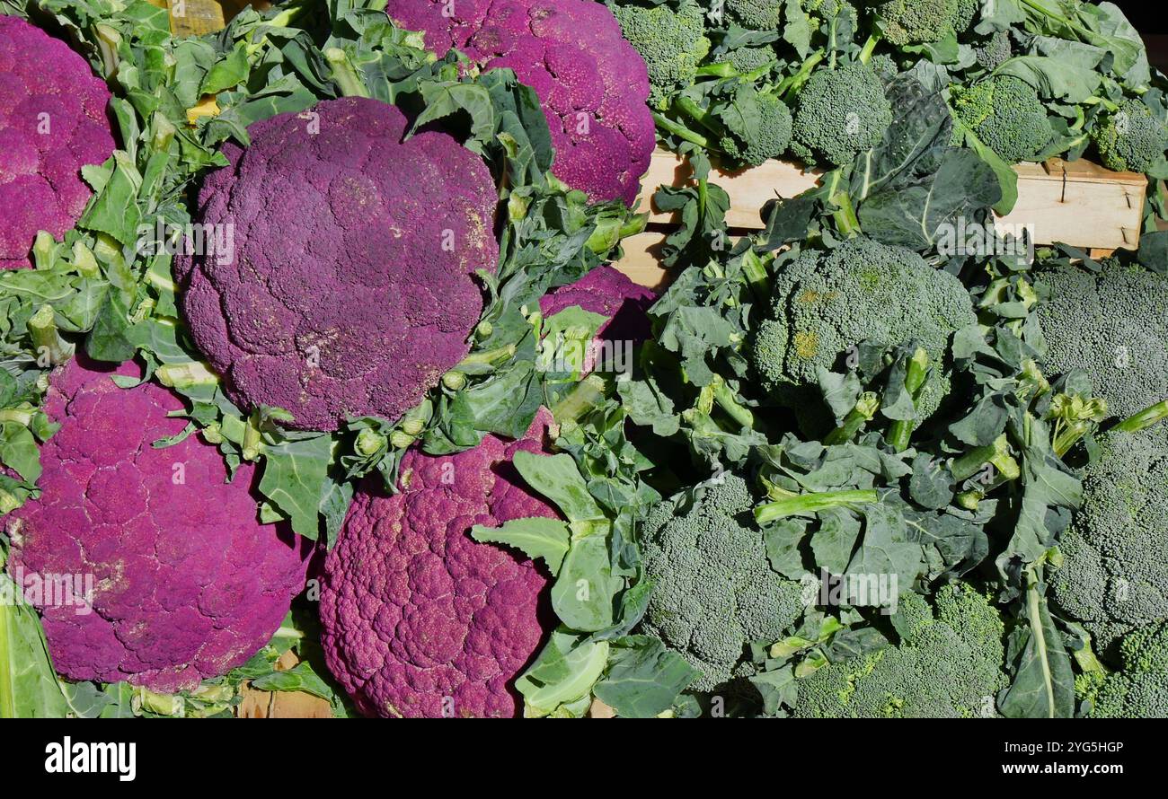 I broccoli sono classificati nel gruppo cultivar Italica della specie Brassica oleracea. Broccoli verdi e broccoli viola siciliani Foto Stock