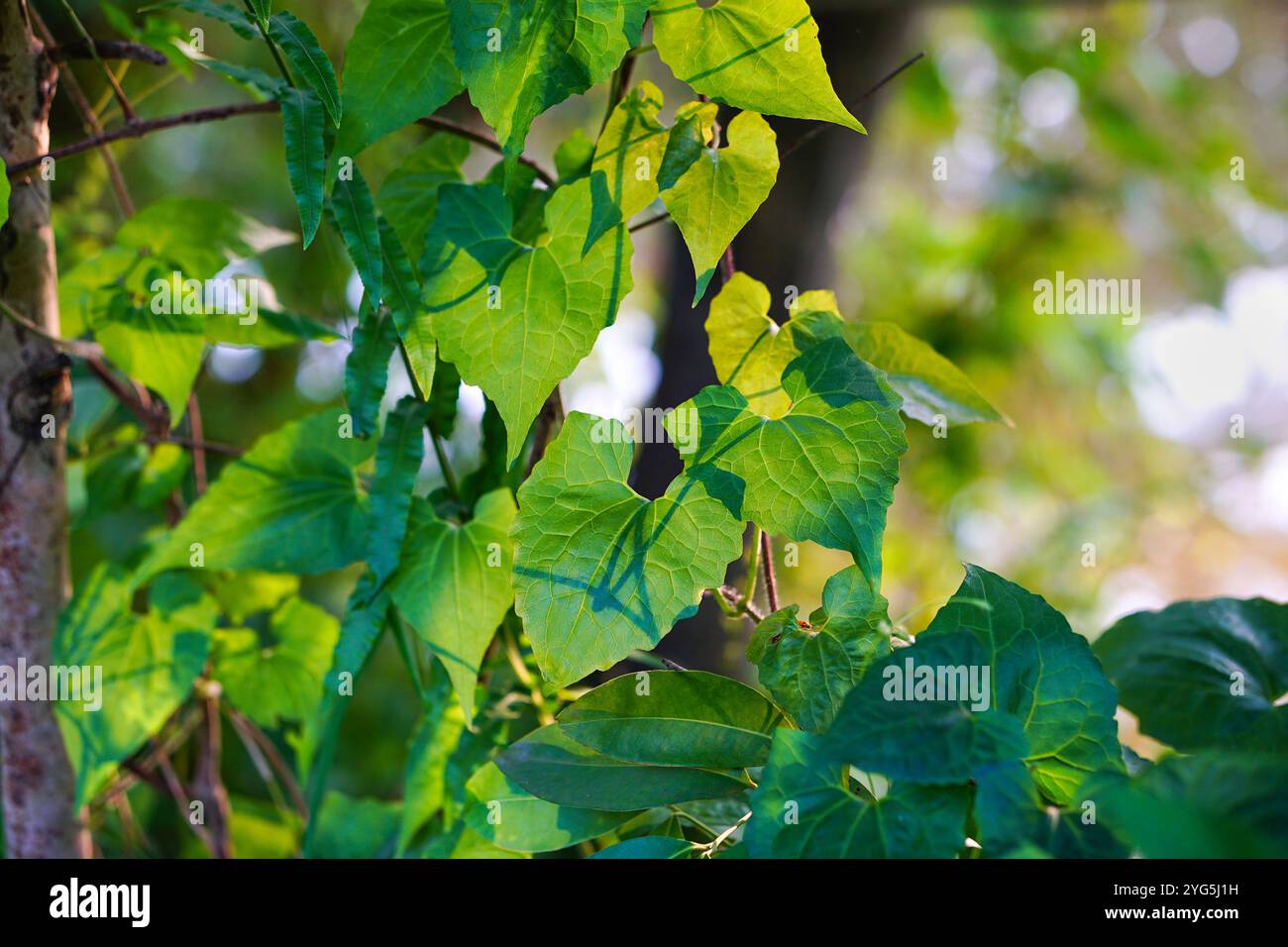 Piante selvatiche a forma di cuore sfondo con luci solari brillanti (piante selvatiche con foglie a forma di cuore) Foto Stock