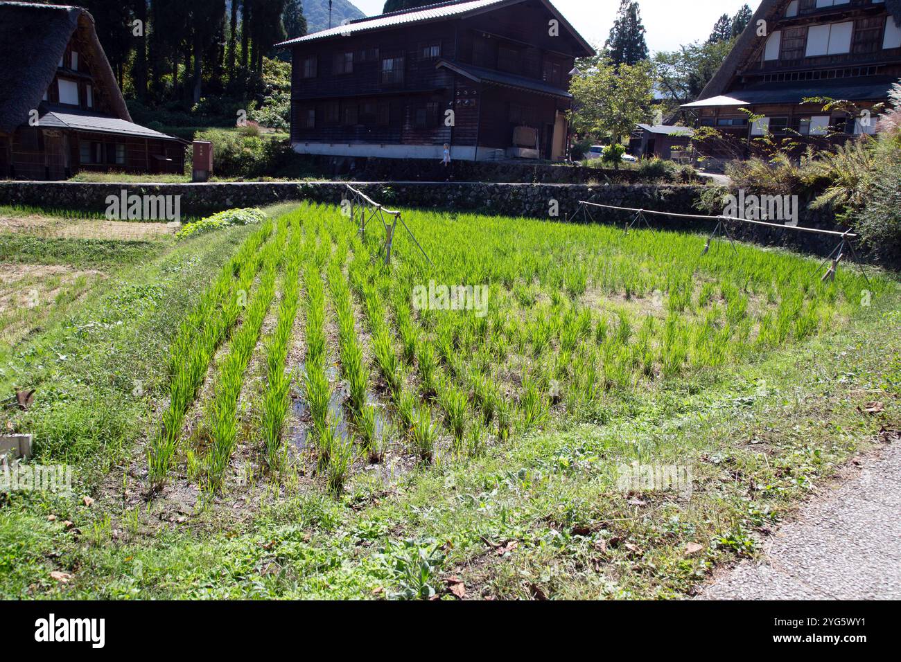 Gokayama è un villaggio di case di Gassho in Giappone. Si tratta di una risaia nel villaggio con case tradizionali sullo sfondo Foto Stock