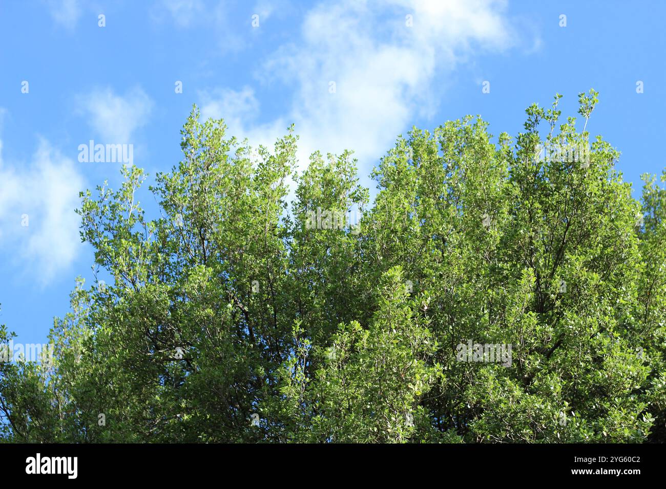 Ramo di quercia sparato dal basso, cielo blu sullo sfondo. Foto Stock