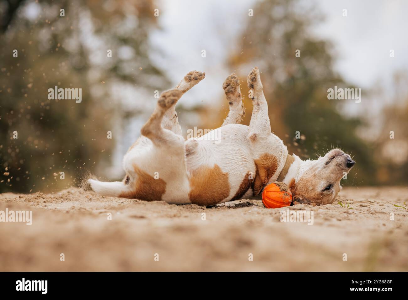 Un cane giocoso che rotola per terra con una piccola zucca arancione nelle vicinanze, in un ambiente all'aperto con alberi sfocati sullo sfondo. Foto Stock