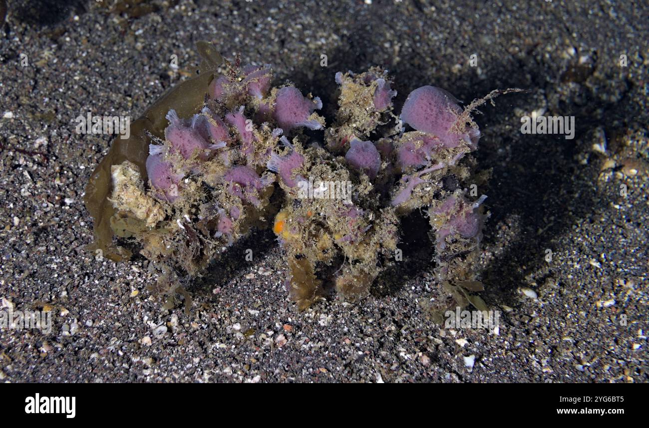 Camposcia retusa - granchio decoratore Foto Stock