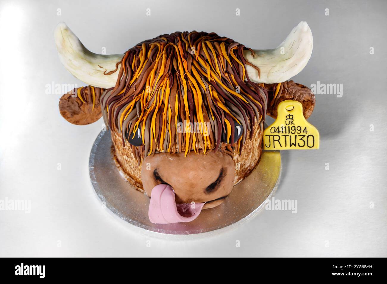 divertente torta di compleanno a tema festeggiamenti, bestiame delle highlands, mucca, con etichetta auricolare e naso leccato dalla lingua, Foto Stock