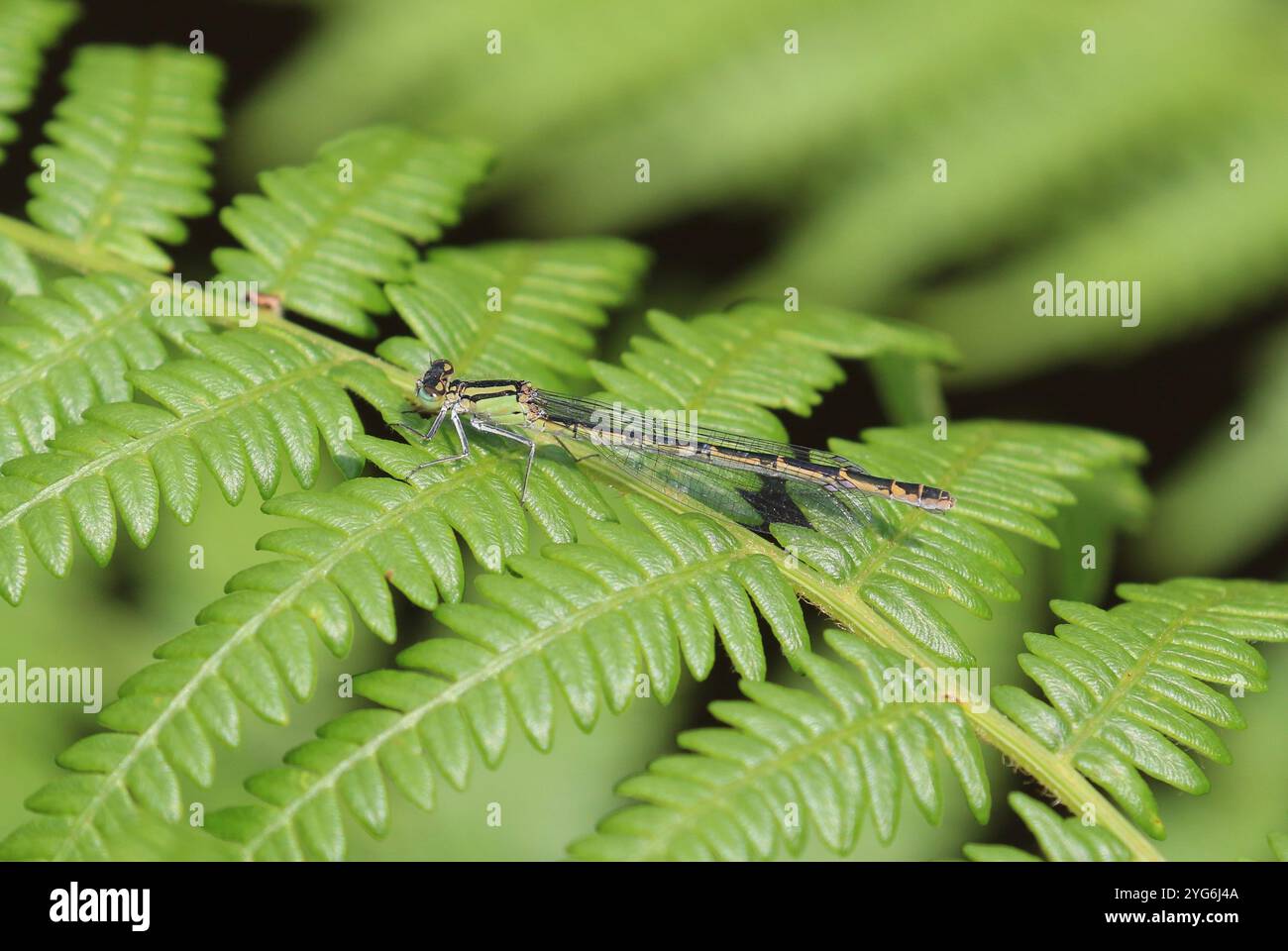 Forma comune Blue Damselfly o Common Bluet femminile verde - Enallagma cyathigerum Foto Stock