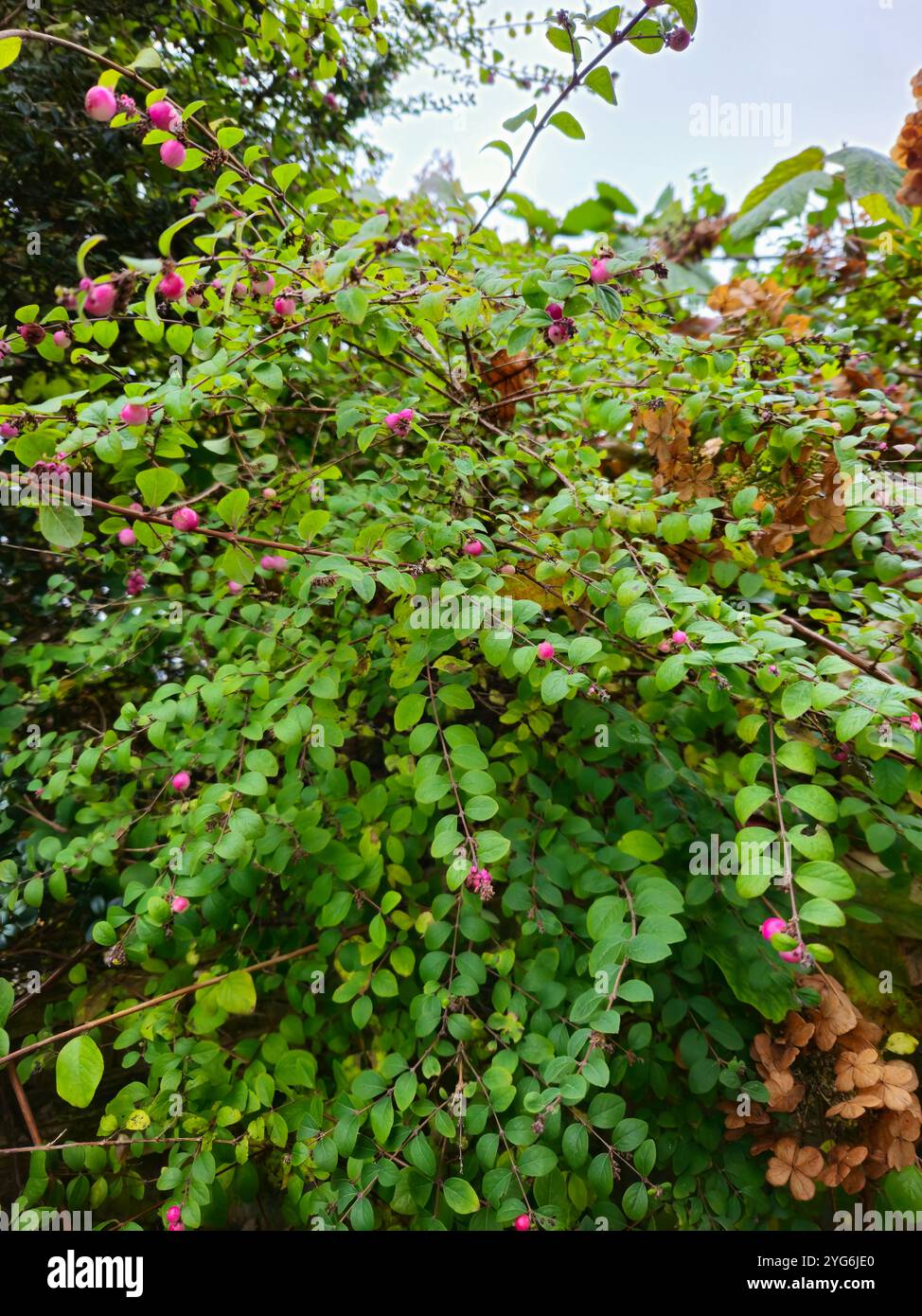 Siepe di bacche rosa vivaci e selvagge con foglie verdi e arancioni autunnali Foto Stock