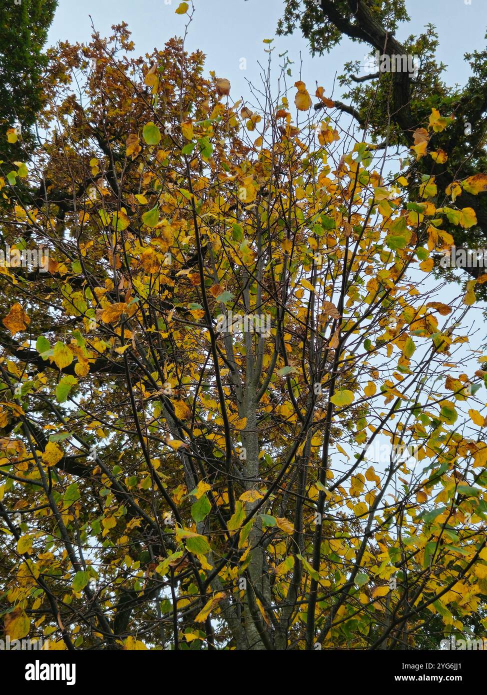 Collezione di alberi di diverse altezze con foglie autunnali di verde, giallo e arancione con il cielo grigio alle spalle Foto Stock