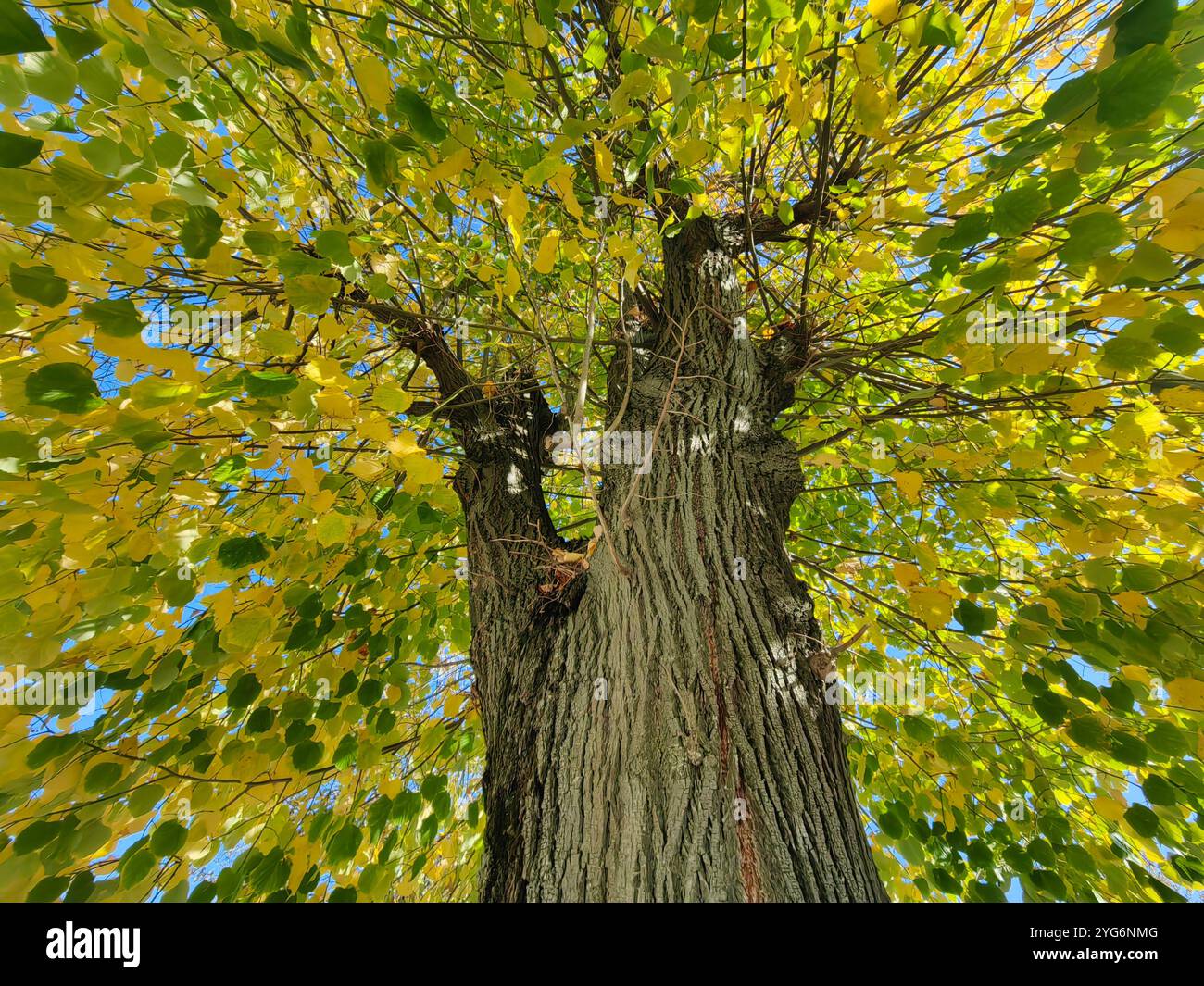 Maestoso tronco del vecchio albero con rami dorati - Vista autunnale ad angolo basso Foto Stock