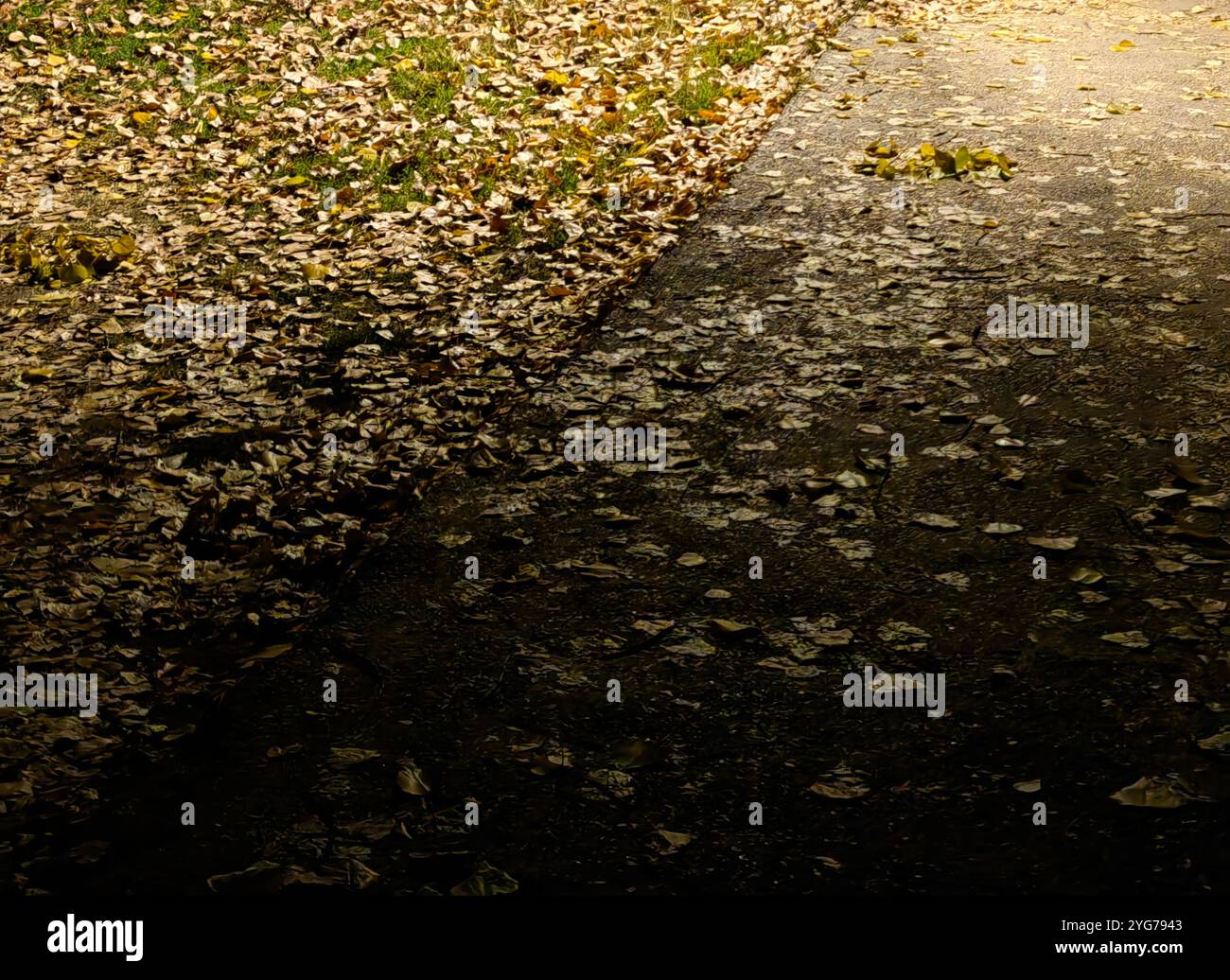 Vibrazioni di autunno: Foglie cadute sul pavimento di cemento di notte Foto Stock