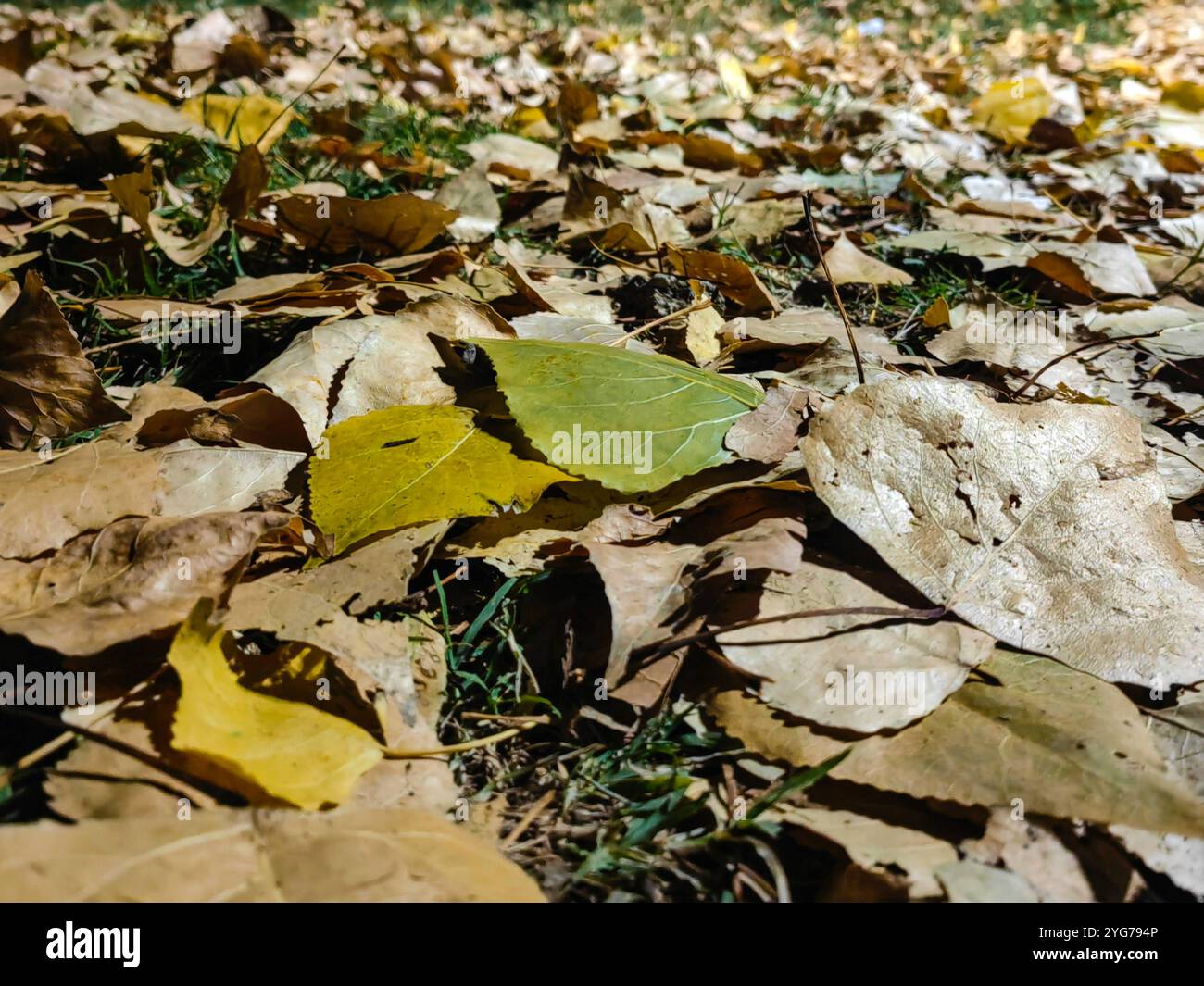 Vibrazioni autunnali: Foglie cadute nel parco di notte Foto Stock