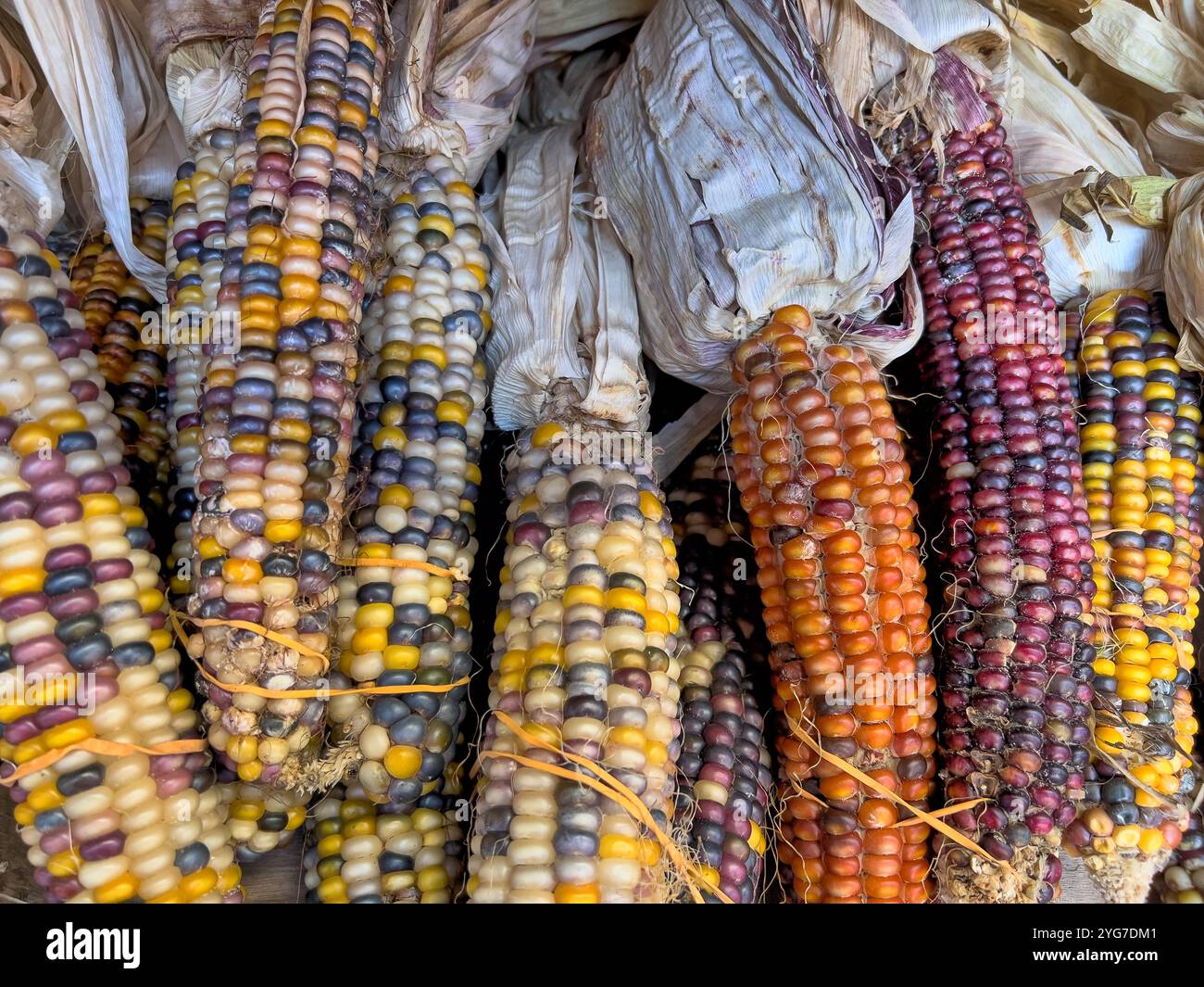 Il granturco selce, noto anche come granturco indiano o talvolta il granturco calico, è una variante del granturco, Foto Stock